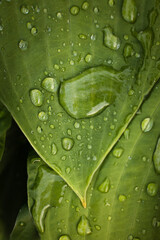Raindrops on a green plant leaf, the concept of freshness and naturalness  © ketrin