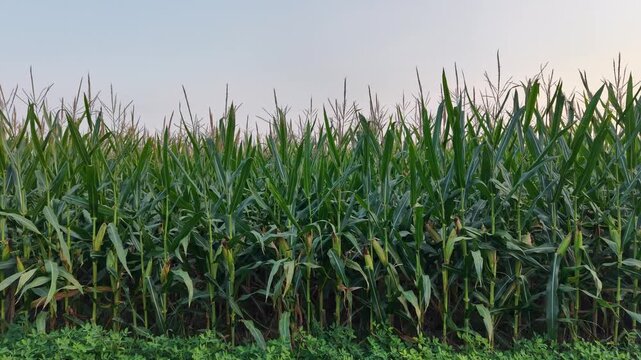  growing corn cobs on maize stalks in field