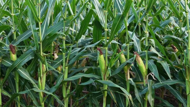  growing corn cobs on maize stalks in field