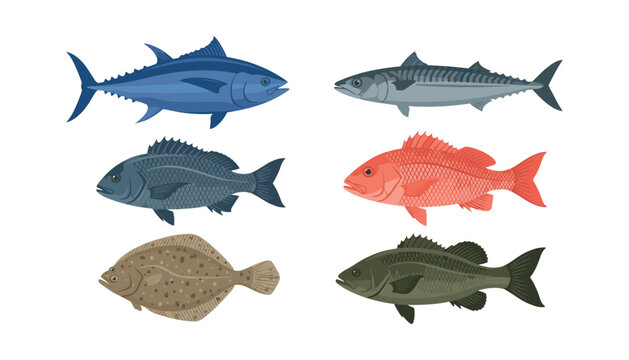 Realistic commercial sea fish vector set including tuna mackerel red snapper sea bass bream and flounder isolated on white background