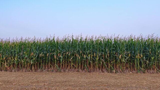 rows of ripe corn plants in farm field