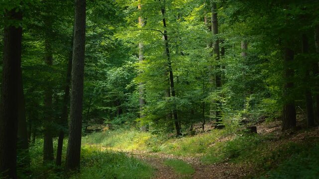Slow forward movement over a path in a lush forest in summer, with soft light and rich green tones.
