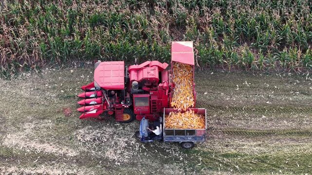 Combine harvester unloading harvested corn grains into transport vehicle in field