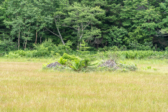 夏の志賀高原・田ノ原湿原にぽつんと浮かぶ岩と幼木のある風景