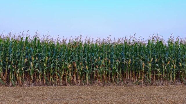 rows of ripe corn plants in farm field
