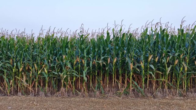 rows of ripe corn plants in farm field