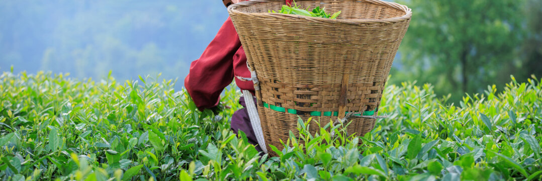 Woman picking green tea leaves in spring tea farm mountains