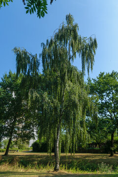 Weeping birch tree Betula pendula with beautiful green foliage outdoors in park
