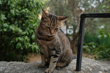 Feral tabby cat perched on a rustic stone wall with garden greenery in the background. Concept of homeless domestic pets, street animals, animal welfare, and feline behavior. © Ekaterina