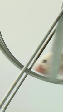 A small beige hamster runs inside a metal wire exercise wheel, legs pumping rapidly, spinning the wheel continuously forward while balancing steadily on a plain white background indoors.