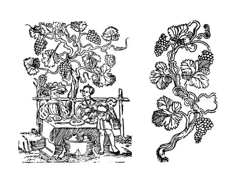 16th century woodcut with grape harvest scene and feasting under a spreading vine and vines with leaves, tendrils and clusters of grapes