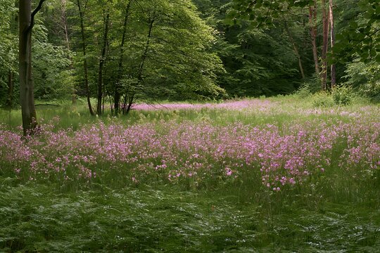 Pink campion flowers in a meadow surrounded by trees