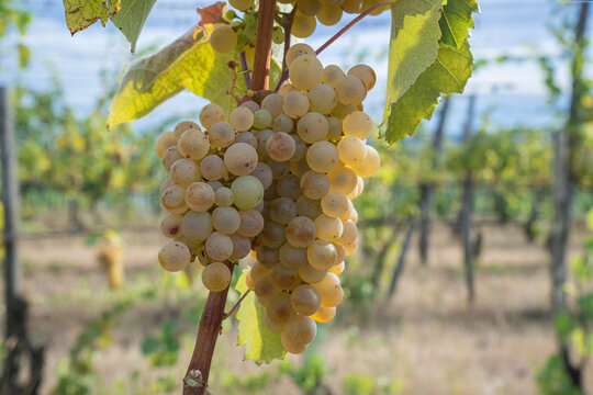 dojrzewające na krzewach plantacji winogrona na wino w promieniach słońca
