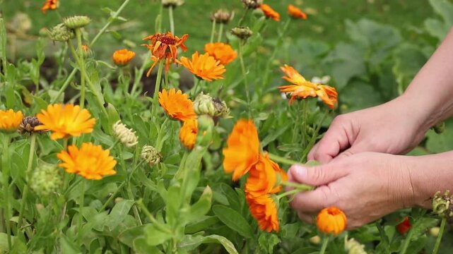 Close-up of a person&rsquo;s hand picking orange calendula flowers (Calendula officinalis) for medicinal purposes outdoors in home garden.