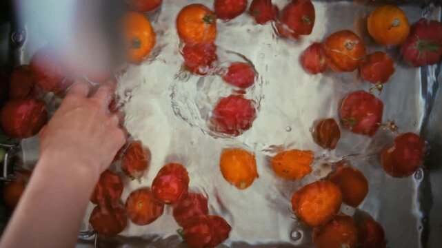 Overhead close-up of fresh yellow and red organic tomatoes washed by hand in a steel kitchen sink in daylight. Autumn harvest of natural vegetables cleaned and prepared before cooking