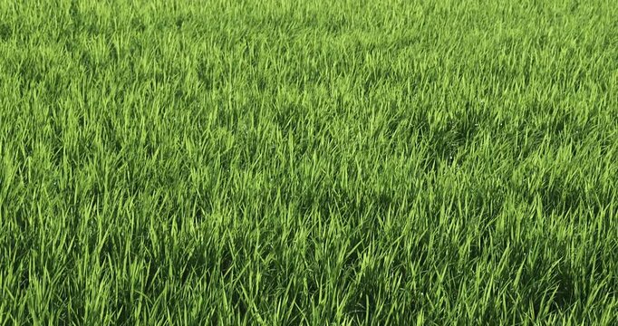 青々とした水田と田園風景