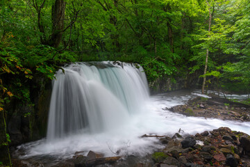 Fototapeta premium Choshi Otaki Waterfall surrounded by fresh green forest in Oirase Gorge, Aomori, Japan