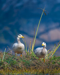 A pair of Bar-headed Geese rests together in the wetlands of Keoladeo National Park, Rajasthan, highlighting these distinctive Himalayan migratory birds in their winter habitat. © Rohit Beniwal
