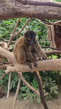 Brown lemur (Eulemur fulvus) with bright orange eyes sitting on a thick tree branch and looking around in Zoo Arche Noah Gromitz.