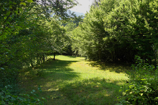 Green forest path leading to Brent dell'Art canyon in Trichiana, Belluno, Italy