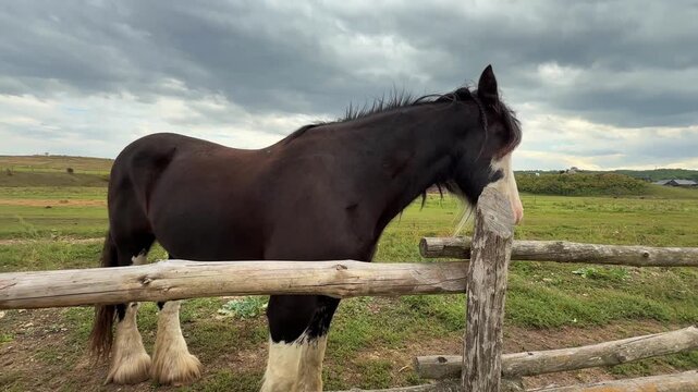 A large horse of the Shire breed, dark brown in color with white markings on its face and legs, is standing by a wooden pen on a green meadow.