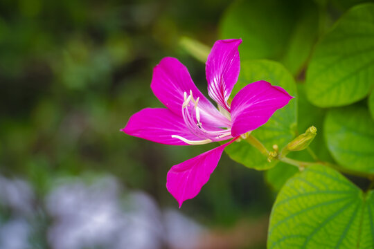Close up of beautiful purple Bauhinia flower blooming in nature garden