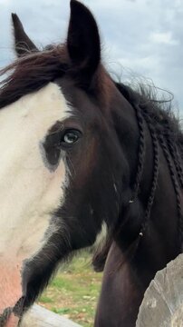 A close‑up of a horse&rsquo;s face, a Shire breed, dark brown in color with white markings.