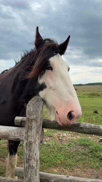 A large horse of the Shire breed, dark brown in color with white markings on its face and legs, is standing by a wooden pen on a green meadow.