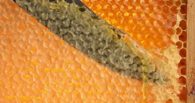 Wooden beehive frame close-up video, knife cuts wax caps from honeycombs, honey flows down the honeycombs.