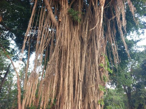 An old banyan tree trunk with complex aerial roots hanging naturally in a dense tropical jungle during daytime