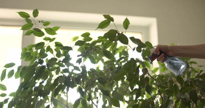 Water is sprayed from a spray bottle onto a ficus in backlight, as part of the process of caring for houseplants.