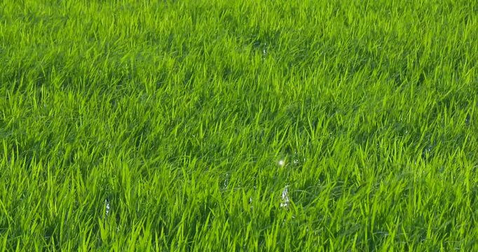 青々とした水田と田園風景