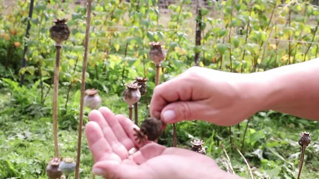 Close-up of a woman&rsquo;s hands collecting poppy seeds (Papaver somniferum, breadseed poppy) from her garden bed in autumn. She gently shakes the seeds out of the round poppy seed pod.