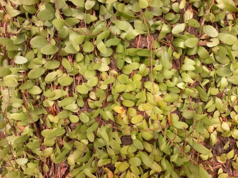 Creeping Dragon Scale Fern (Pyrrosia Piloselloides) Growing Wild on Tropical Tree Bark Texture Background, 