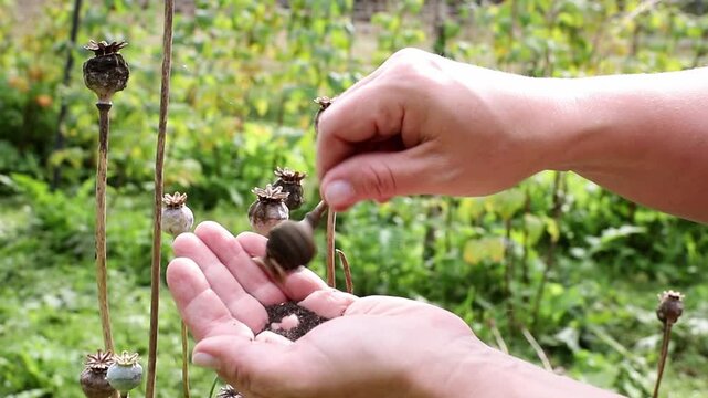 Close-up of a woman&rsquo;s hands collecting poppy seeds (Papaver somniferum, breadseed poppy) from her garden bed in autumn. She gently shakes the seeds out of the round poppy seed pod.