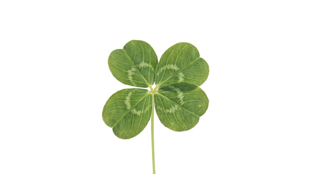 A single four leaf clover with green heart-shaped foliage and visible veins isolated on a transparent background