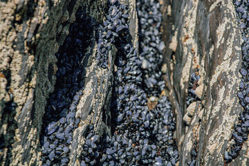Close-up of wild dark blue mussels and white barnacles densely packed in the deep crevices of a rugged coastal rock in the intertidal zone © Olha K