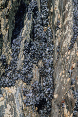 Dense wild dark blue mussels and white barnacles packed inside a deep crevice of textured coastal rock © Olha K