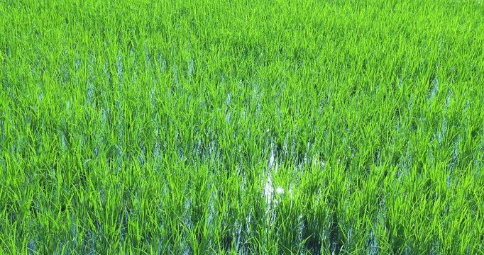 青々とした水田と田園風景