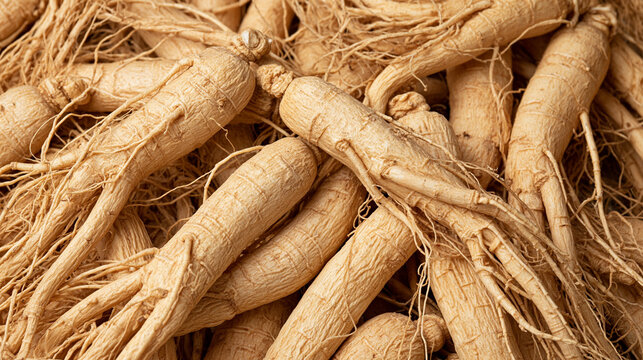 Fresh ginseng roots stacked in a market under natural lighting. Healthy herbal medicine concept for organic supplement design.