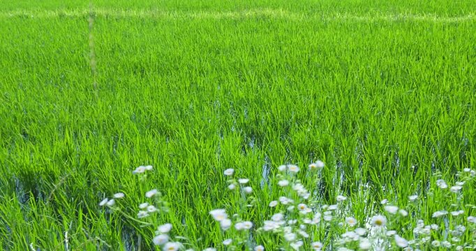 青々とした水田と田園風景