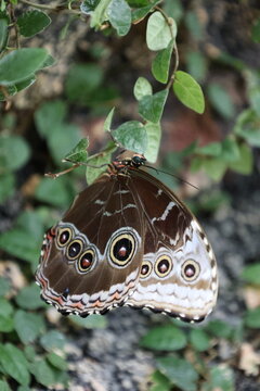 Macro closeup of brown butterfly wing with circular eyespots and fine scale texture, resting on thin vine with small green leaves in soft natural light, with butterfly, wing, eyespot, circle detail