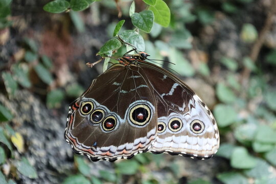 Macro photograph captures resting butterfly clinging to green leaves, emphasizing dark brown wing eye spot patterns, textured scales, curved antennae, and curled proboscis against soft blurred foliage