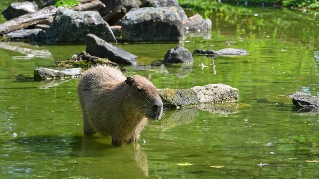 The capybara, Hydrochoerus hydrochaeris is the largest extant rodent in the world. Its closest relatives are agouti, chinchillas, coyphillas, and guinea pigs. Native to South America. 