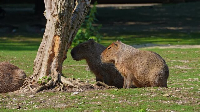 The capybara, Hydrochoerus hydrochaeris is the largest extant rodent in the world. Its closest relatives are agouti, chinchillas, coyphillas, and guinea pigs. Native to South America. 