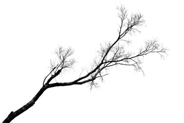 Fototapeta premium Bare tree branch with fine twigs extending diagonally across the frame isolated on a transparent background
