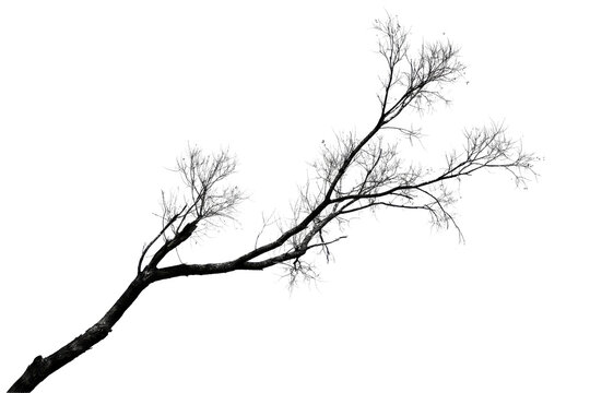 Bare tree branch with fine twigs extending diagonally across the frame isolated on a transparent background