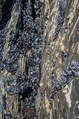 Dense colony of wild blue mussels and barnacles covering dark jagged rocks on the sea coast, creating a natural marine texture and pattern © Olha K