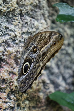 Macro style view of owl butterfly wing pressed to textured rock, showing concentric eyespot pattern, mottled brown tones, visible antenna edge, and crisp scale detail with gentle background blur