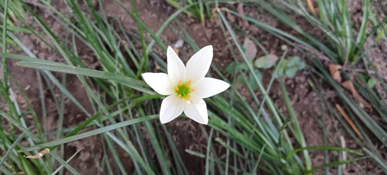 flower of Zephyranthes candida, with common names that include autumn zephyrlily,white windflower,white rain lily or Peruvian swamp lily